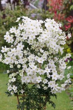Avalanche Evergreen Clematis - 2 Gallon Pot -Cheap US Topiary Plant Store Clematis Avalanche 5