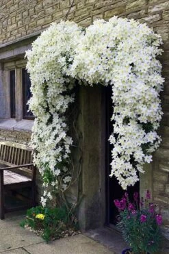 Avalanche Evergreen Clematis - 2 Gallon Pot -Cheap US Topiary Plant Store Clematis Avalanche 7