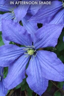 Rhapsody Clematis - 1 Gallon Pot -Cheap US Topiary Plant Store Clematis Rhapsody in shade