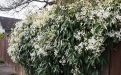 Snowdrift Evergreen Clematis Armandii - 2 Gallon Pot -Cheap US Topiary Plant Store Clematis Snowdrift 22 1
