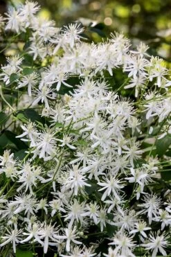 Sweet Autumn Clematis Terniflora - 3 Gallon Pot -Cheap US Topiary Plant Store Clematis Sweet Autumn 2 1