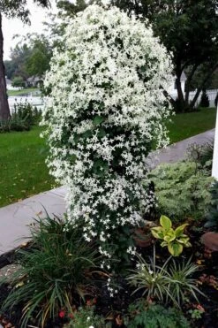 Sweet Autumn Clematis Terniflora - 3 Gallon Pot -Cheap US Topiary Plant Store Clematis Sweet Autumn 4 1