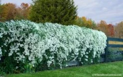 Sweet Autumn Clematis Terniflora - 3 Gallon Pot -Cheap US Topiary Plant Store Clematis Sweet Autumn 6 1