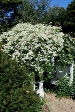 Sweet Autumn Clematis Terniflora - 3 Gallon Pot -Cheap US Topiary Plant Store Clematis Sweet Autumn 7 1