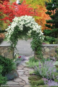 Sweet Autumn Clematis Terniflora - 3 Gallon Pot -Cheap US Topiary Plant Store Clematis Sweet Autumn 8 1