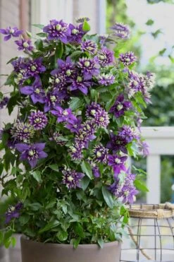 Taiga Clematis - 2 Gallon Pot -Cheap US Topiary Plant Store Clematis Taiga 10 2
