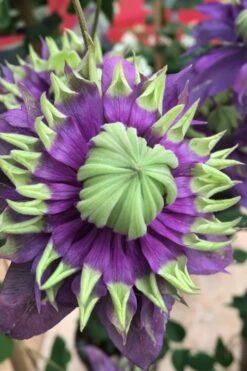 Taiga Clematis - 1 Gallon Pot -Cheap US Topiary Plant Store Clematis Taiga 2 1