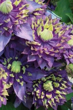Taiga Clematis - 3 Gallon Pot -Cheap US Topiary Plant Store Clematis Taiga 3