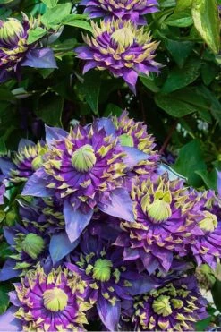 Taiga Clematis - 1 Gallon Pot -Cheap US Topiary Plant Store Clematis Taiga 4 1