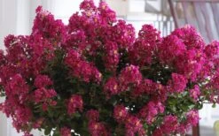 Berry Dazzle Dwarf Crape Myrtle (Single-Trunk Topiary) - 7 Gallon Pot -Cheap US Topiary Plant Store Crape Myrtle Berry Dazzle 3