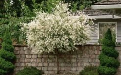 Variegated Dappled Willow Tree - Salix Integra 'Hakuro Nishiki' - 3 Gallon Pot - Tree Form -Cheap US Topiary Plant Store Dappled Willow Tree 1