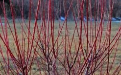 Variegated Dappled Willow Tree - Salix Integra 'Hakuro Nishiki' - 1 Gallon Pot - Tree Form -Cheap US Topiary Plant Store Dappled Willow Tree Stems 2