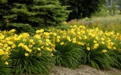 Stella De Oro Daylily - 3 Pack Of Quart Pots -Cheap US Topiary Plant Store Daylily Stella De Oro 26