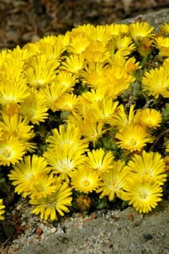Banana Blast Yellow Ice Plant (Delosperma) - 5 Pack Of Pint Pots -Cheap US Topiary Plant Store Delosperma Hot Cakes Banana Blast 2