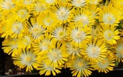 Banana Blast Yellow Ice Plant (Delosperma) - 5 Pack Of Pint Pots -Cheap US Topiary Plant Store Delosperma Hot Cakes Banana Blast 3