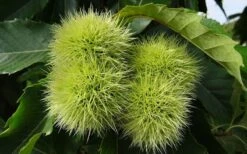 Hybrid Chestnut Tree (Castanea Dentata X Millesimal) - 3 Gallon Pot -Cheap US Topiary Plant Store Dunstan Chestnut Castanea20dentata mollissima 3