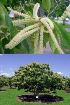 Hybrid Chestnut Tree (Castanea Dentata X Millesimal) - 3 Gallon Pot -Cheap US Topiary Plant Store Dunstan Chestnut Castanea20dentata mollissima 4