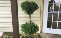 Poodle Tier Dwarf Alberta Spruce Topiary (2-Ball) - 2 Gallon Pot -Cheap US Topiary Plant Store Dwarf Alberta Spruce Poodle Tier
