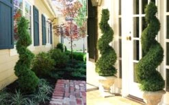 Spiral Dwarf Alberta Spruce Topiary - 7 Gallon Pot -Cheap US Topiary Plant Store Dwarf Alberta Spruce Spiral