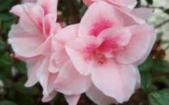 Autumn Belle Encore Azalea - 6 Pack Of 1 Gallon Pots -Cheap US Topiary Plant Store Encore Azalea Autumn Belle