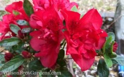 Autumn Fire Encore Azalea - 1 Gallon Pot -Cheap US Topiary Plant Store Encore Azalea Autumn Fire 10