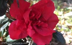 Autumn Fire Encore Azalea - 1 Gallon Pot -Cheap US Topiary Plant Store Encore Azalea Autumn Fire WB