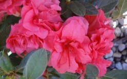 Autumn Rouge Encore Azalea - 1 Gallon Pot 9 Autumn Rouge Encore Azalea - 1 Gallon Pot -Cheap US Topiary Plant Store Encore Azalea Autumn Rouge 5