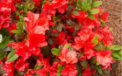 Autumn Sunset Encore Azalea - 1 Gallon Pot -Cheap US Topiary Plant Store Encore Azalea Autumn Sunset 5