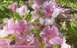Autumn Sweetheart Encore Azalea - 1 Gallon Pot -Cheap US Topiary Plant Store Encore Azalea Autumn Sweetheart 51