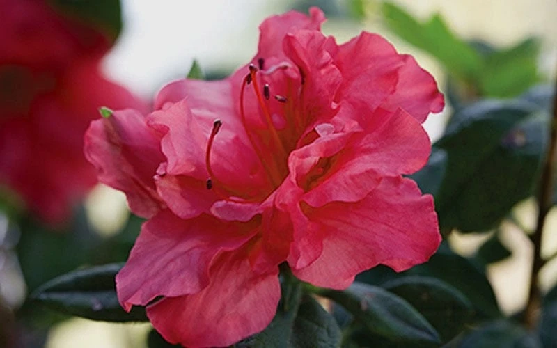 Autumn Rouge Encore Azalea - 1 Gallon Pot 4 Autumn Rouge Encore Azalea - 1 Gallon Pot - Image 4