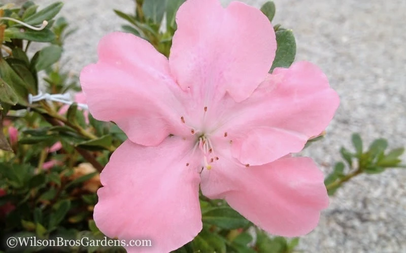 Autumn Debutante Encore Azalea - 1 Gallon 4 Autumn Debutante Encore Azalea - 1 Gallon - Image 4