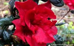 Autumn Fire Encore Azalea - 1 Gallon Pot -Cheap US Topiary Plant Store Encore Azalea Fire