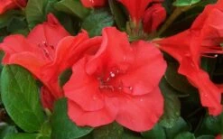 Autumn Sunset Encore Azalea - 1 Gallon Pot -Cheap US Topiary Plant Store Encore Azalea Sunset 1