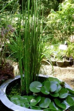 Horsetail Reed Grass - Equisetum Hyemale - 6 Pack Of 1 Gallon Pots -Cheap US Topiary Plant Store Equisetum Hymale 14
