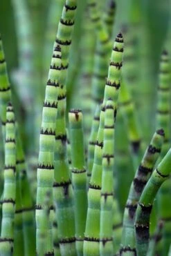 Horsetail Reed Grass - Equisetum Hyemale - 6 Pack Of 1 Gallon Pots -Cheap US Topiary Plant Store Equisetum Hymale 15