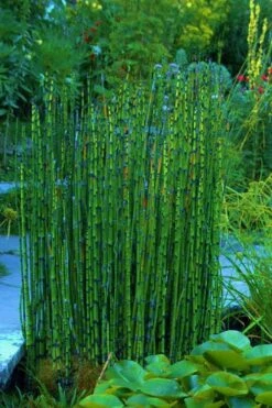 Horsetail Reed Grass - Equisetum Hyemale - 6 Pack Of 1 Gallon Pots -Cheap US Topiary Plant Store Equisetum Hymale 16