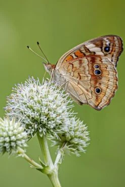 Rattlesnake Master (Eryngium Yuccifolium) - 1 Gallon Pot -Cheap US Topiary Plant Store Eryngium20yuccifolium rattlesnake master plant 11