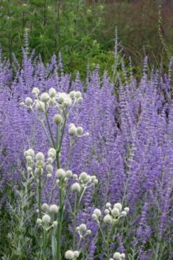 Rattlesnake Master (Eryngium Yuccifolium) - 1 Gallon Pot -Cheap US Topiary Plant Store Eryngium20yuccifolium rattlesnake master plant 6