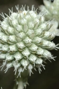 Rattlesnake Master (Eryngium Yuccifolium) - 1 Gallon Pot -Cheap US Topiary Plant Store Eryngium20yuccifolium rattlesnake master plant 9