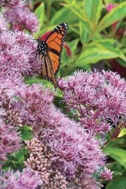 Euphoria Ruby Joe Pye Weed - 1 Gallon Pot -Cheap US Topiary Plant Store Eupatorium Euphoria Ruby 3