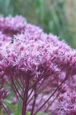 Eupatorium Dubium 'Little Joe' (Joe Pye Weed) - 8 Pack Of 1 Gallon Pots -Cheap US Topiary Plant Store Eupatorium Little Joe 1