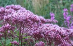 Eupatorium Dubium 'Little Joe' (Joe Pye Weed) - 6 Pack Of 1 Gallon Pots -Cheap US Topiary Plant Store Eupatorium Little Joe 2 1
