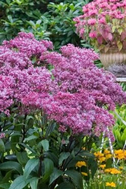 Eupatorium Dubium 'Little Joe' (Joe Pye Weed) - 8 Pack Of 1 Gallon Pots