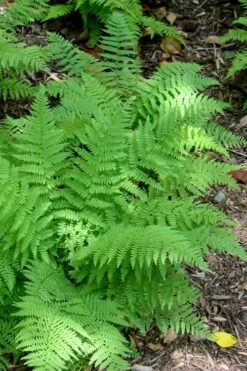 Southern Wood Fern (Thelypteris Kunthii) - 1 Gallon Pot -Cheap US Topiary Plant Store Fern Southern Wood Kunthii 1