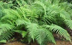 Southern Wood Fern (Thelypteris Kunthii) - 10 Pack Of Quart Pots -Cheap US Topiary Plant Store Fern Southern Wood Kunthii 3