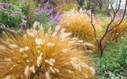 Hameln Dwarf Hardy Fountain Grass (Pennisetum) - 1 Gallon Pot -Cheap US Topiary Plant Store Fountain Grass Hameln Fall