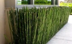 Horsetail Reed Grass - Equisetum Hyemale - 6 Pack Of 1 Gallon Pots -Cheap US Topiary Plant Store Grass Horsetail 2