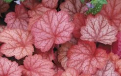 Georgia Peach Heuchera (Coral Bells) - 1 Gallon Pot -Cheap US Topiary Plant Store Heuchara Georgia Peach 2