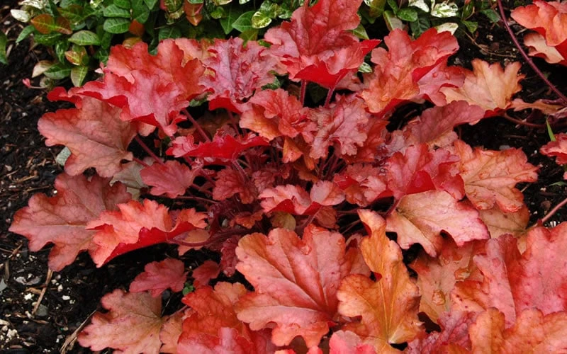 Peach Crisp Heuchera (Coral Bells) - 3 Pack Of Quart Pots 4 Peach Crisp Heuchera (Coral Bells) - 3 Pack Of Quart Pots - Image 4