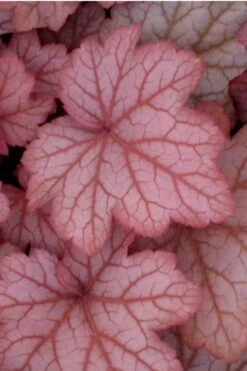 Georgia Peach Heuchera (Coral Bells) - 1 Gallon Pot -Cheap US Topiary Plant Store Heuchera Georgia Peach 10